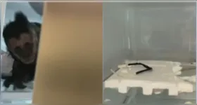 Casos de animais silvestres em áreas urbanas têm se tornado frequentes em regiões próximas a fragmentos de mata.