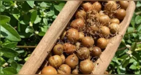 O Pará, como maior produtor de açaí do planeta, pode mostrar ao mundo durante a COP30 que a bioeconomia é um caminho promissor para problemas reais da Amazônia e do mundo