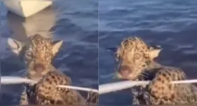 O filhote foi resgatado por um pescador no Pantanal