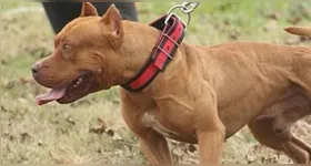 O caso é o segundo ataque fatal envolvendo cães da mesma raça registrado no estado em menos de dois meses.