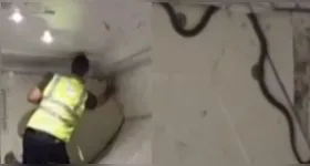 De acordo com a emissora norte-americana CBS News, a cobra era uma espécie conhecida como "cobra verde das árvores"