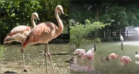 A chegada dos flamingos faz parte de um programa de intercâmbio entre o Mangal das Garças e o Zooparque Itatiba, iniciado em 2023.