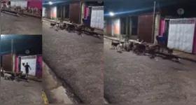 No vídeo, é possível ver os herdeiros jogando alimento para os cachorros, cena que foi filmada pela vizinhança.