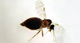 Mosquitos transmissores da doenã