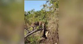 Aos 9 anos, Medrosa é uma das onças mais conhecidas e estudadas da região.