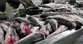 Levantamento foi feito nos principais mercados municipais de Belém