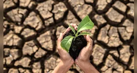 O solo é o responsável por fornecer os nutrientes essenciais para o crescimento das plantações