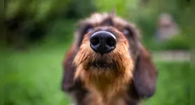 Para os humanos, o gesto pode parecer constrangedor, mas para os cães é apenas uma forma de saudação.