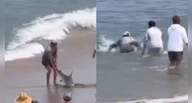 O jovem chega a deitar sobre o tubarão e abrir sua mandíbula