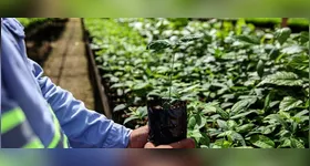 Hydro: com o crescimento, a área verde na região passou para 3.266 hectares, o equivalente a 4.574 campos de futebol.