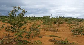 A Mineração Paragominas foi pioneira ao adotar práticas sustentáveis na cadeia de Bauxita e Alumina (B&A) da Hydro, convertendo resíduos alimentares em material nutritivo para o solo.