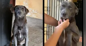 Scott tem aproximadamente 3 anos e possui o rabo cortado.