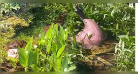 Sucuri devora capivara em Bonito e impressiona turistas