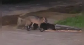 Animal semelhante a um lobo-guará foi visto em Ananindeua.