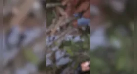 Por pouco o casal não foi atingido pela árvore.