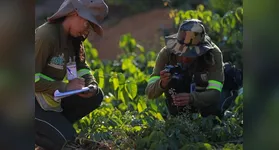Com estudos realizados na Mineração Paragominas, a mina de bauxita da Hydro, o consórcio visa desenvolver pesquisas que orientem a restauração florestal em áreas mineradas e contribuam para maior conhecimento da biodiversidade amazônica.