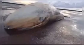 Baleia encontrada morta no Marajó