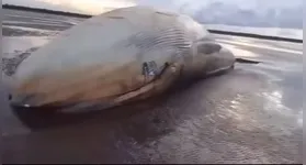 Baleia encontrada morta no Marajó: causa ainda é desconhecida.