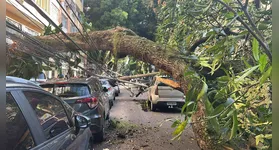 Prefeitura vai arcar com os prejuízos ausados pela queda da árvore no bairor de Nazaré