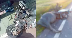 O animal, que estaria deitado no meio da pista, morreu com o impacto.