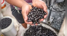 Imagem ilustrativa da notícia Açaí pode virar item de luxo nos EUA com nova tarifa de Trump