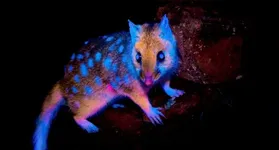 Marsupial que brilha no escuro é visto pela 1ª vez na Tasmânia