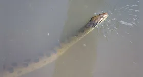 A cobra surpreendeu moradores, que acionaram as autoridades responsáveis.