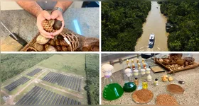 Da floresta amazônica se apresentam alternativas para o combustível do futuro