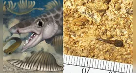 Dente de tubarão