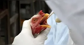 Quase 9 mil aves já foram eliminadas apenas na Região Sul do país