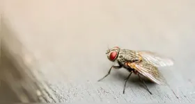 O truque para eliminar as moscas consiste em ingredientes fáceis e acessíveis, sendo também seguro para quem tem animais e crianças em casa.