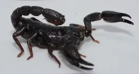Escorpião amazonense, Brotheas amazonicus.
