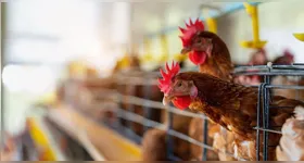 A granja no RS foi a única que notificou um caso de gripe aviária no Brasil.