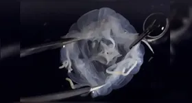 A descoberta dessa criatura veio três anos após coletas feitas durante o verão nos tanques da reserva de Mai Po. O local é conhecido por sua biodiversidade, o que sempre surpreendeu estudiosos.