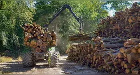 O manejo florestal sustentável possibilita fazer a extração da madeira de uma área, mas de modo a permitir que a floresta se regenere.