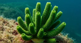 Cientistas revelam a existência de esponja do mar gigante após décadas de mistério nas águas da Baía de Ha Long.