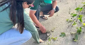 Região de Araraquara registra desova simultânea de quelônios marinhos e de água doce, reforçando a necessidade de proteção integrada.