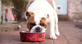 Justiça nega pensão alimentícia para cachorro após divórcio.