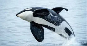 Orcas estão mais próximas dos golfinhos do que das baleias.