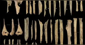 Fósseis humanos com marcas de cortes, cremação e mordidas foram encontrados em caverna na região de Atapuerca, indicando prática isolada de antropofagia no período Neolítico.
