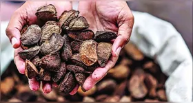 No grupo das oleaginosas estão presentes nozes, amêndoas, castanhas, avelãs e sementes como as de girassol, linhaça, chia, alimentos ricos em nutrientes e que desempenham várias funções importantes para a saúde.