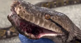 Animal de quase cinco metros estava debilitado e seria sacrificado.