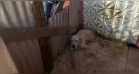 Animal foi encontrado abandonado, desnutrido e desidratado, em uma residência situada na rua Lourenço Borges.