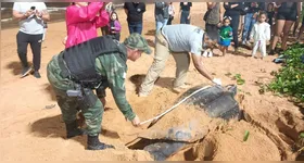 A espécie tartaruga-de-couro registra pouquíssimos pontos de desova no Brasil, o que torna ocorrências como esta ainda mais marcante para a ciência e para os esforços de conservação da fauna marinha.