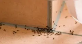 As formigas podem se alimentar de qualquer tipo de matéria orgânica.