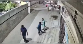 O Leão pulou o muro de uma casa e atacou as vítimas na rua.