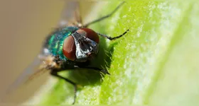 As mocas-das-frutas são muito utilizadas em pesquisas para entender humanos já que têm cerca de 75% dos genes associados a doenças humanas