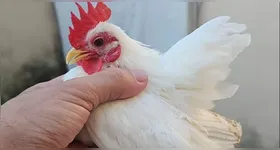 As galinhas da raça Serama possuem 15 cm de altura e pesam entre 300 e 500 gramas.