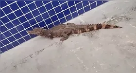Jacaré foi avistado em bairro residencial de Ananindeua após fortes chuvas.