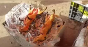 A comercialização desse tipo de carne configura crime ambiental e infração administrativa, conforme estabelecido na Lei nº 9.605/98, além de representar sérios riscos à saúde da população local.